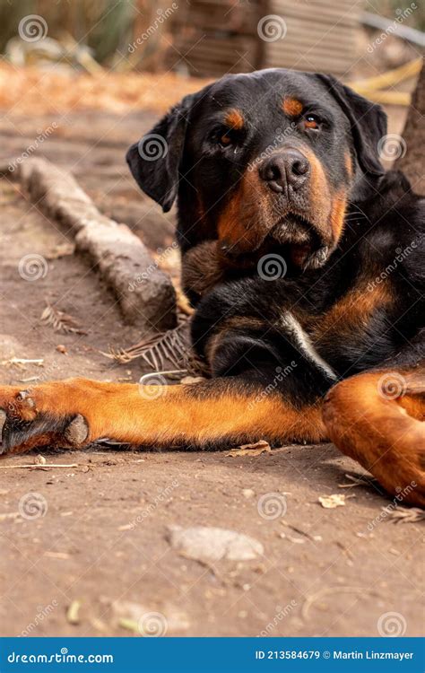 Sleepy Rottweiler Stock Image Image Of Animal Wildlife 213584679