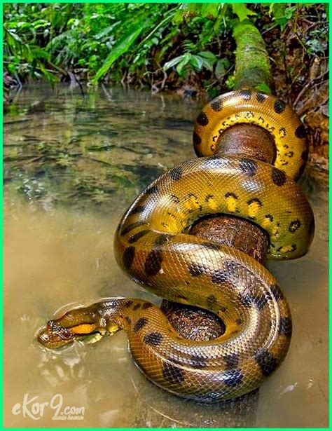 Maybe you would like to learn more about one of these? 15 Hewan Penghuni Amazon, Hutan Hujan Terbesar di Dunia ...