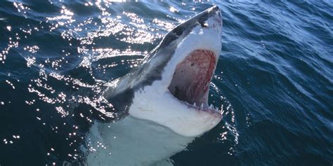 These instructions work for the following shark watch modelsshark classicshark classic xlshark classic minishark clipshark leashfo. 8 Best Shark Movies to Watch if You Can't Wait for Shark Week