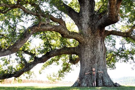 Remarkable Trees Of Virginia Oak Ridge Estate White Oak