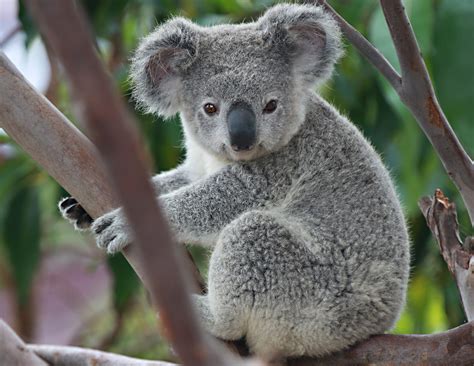Cute Koala Pictures
