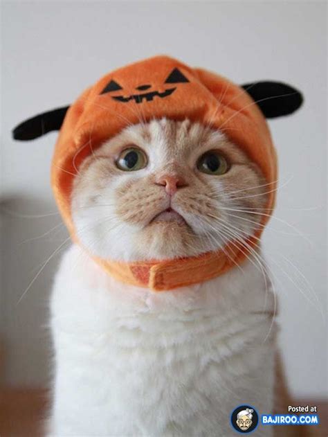 64 Cute Cats In Hats Are Looking For You 64 Pictures Crazy Cat Lady