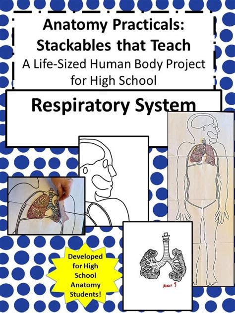 Anatomy Practicals Stackables That Teach A Life Sized Human Body