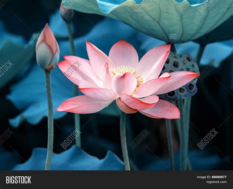 Blooming Lotus Flower Image And Photo Free Trial Bigstock