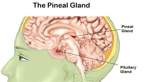 Common Facts About Pineal Gland New Life Ticket