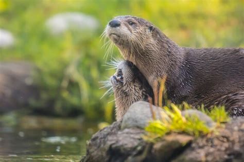 River Otter Facts And Beyond Biology Dictionary