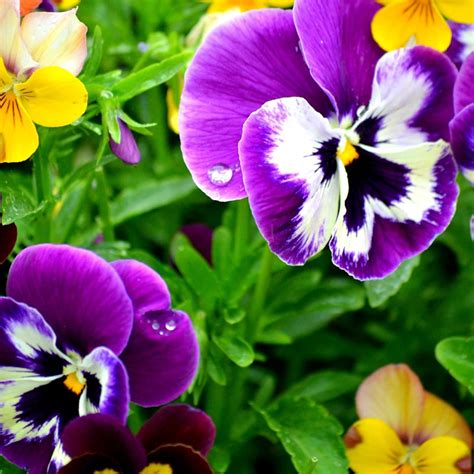 Pansy Winter Flowering Mixed