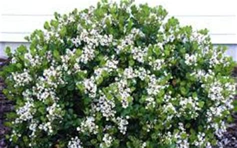 Snow White Indian Hawthorne 25 Quart Shrub Shrubs For Spring Color