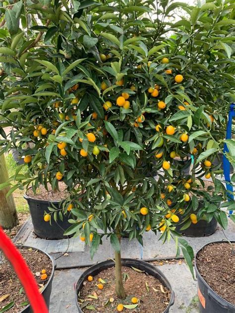 On Sale Citrus Tree 25 Gl 15500 For Sale In Miami Fl Offerup