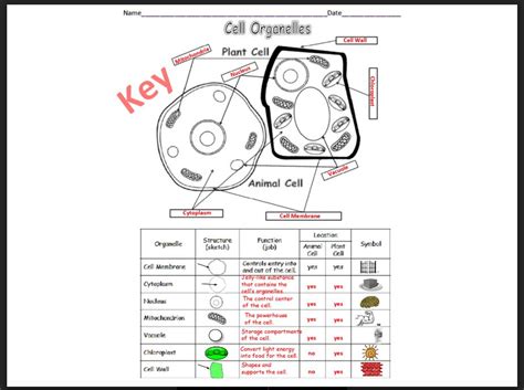 Cell Organelles Basic Amped Up Learning