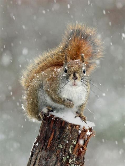 Red Squirrel Winter Snow An American Red Squirrel In A Winter Snow