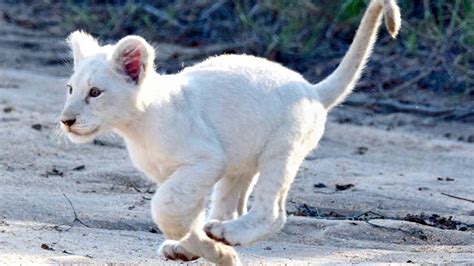 Rare White Lion Cub Spotted In South Africa Videos From The Weather