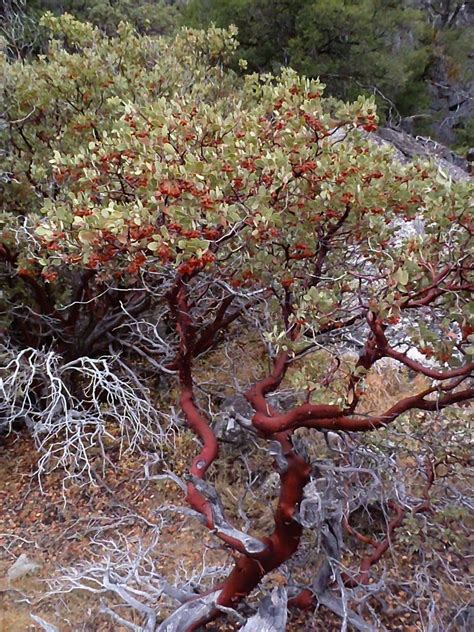 Manzanita Branches With Red Bark Are Evergreen Shrubs Or Small Trees
