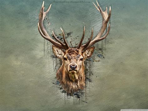 Deer K Wallpapers Top Free Deer K Backgrounds Wallpaperaccess