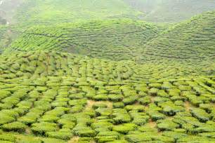 Have you been telling yourself, 2020 is the year i travel more and sit less? Cameron Highlands - Gdzie są Kasperki