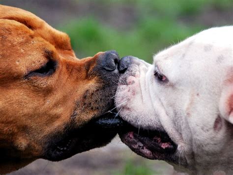 Friendship Between Puppies Two Puppies Kissing Each Other Harmonious