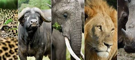 Africas Big Five Animals Big Five Animals In Africa The Big Five In