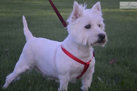 Kimber West Highland White Terrier Westie Puppy For Sale Near Salem