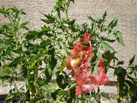 Red Bugs On Tomatoes Plants Plants Fa