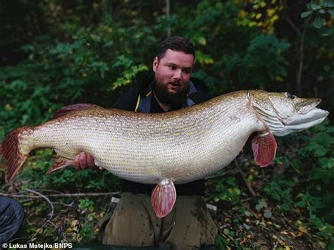 Angler Struggles To Lift The Worlds Biggest Pike Ever Caught After