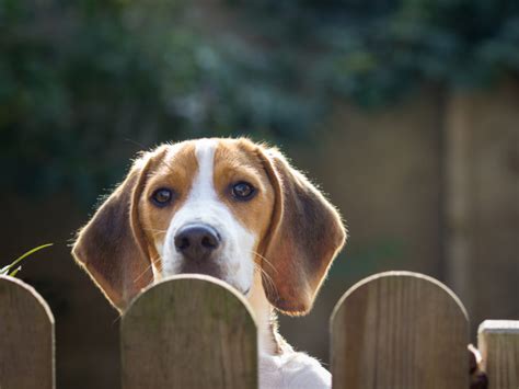 How To Keep A Dog From Escaping The Yard — Check Out These Tips