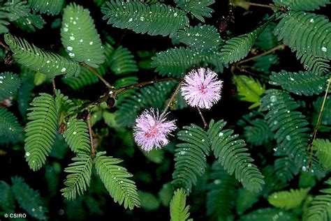 Mimosa Pudica