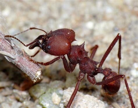 Biologia Na Rede Curso Biologia Comportamento E Controle De Baratas Formigas E Pombas