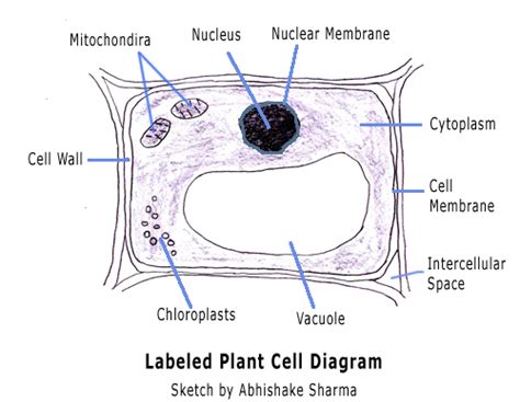 Cell walls are present in most prokaryotes (except mollicute bacteria), in algae, fungi and eukaryotes including plants but are absent in animals. Le Awesome Study Blog: June 2012