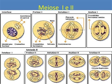 Afficher Limage Dorigine Meiosis Meiosis Activity Mitosis
