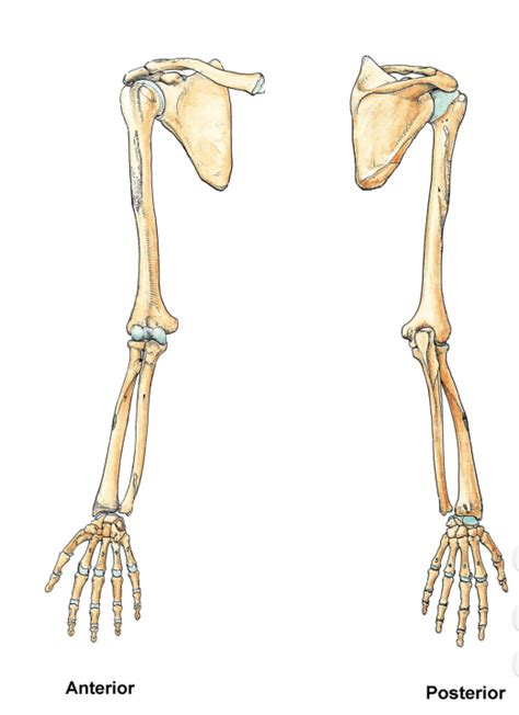 Bones Of The Appendicular Skeleton Upper Limb Pectoral Girdle