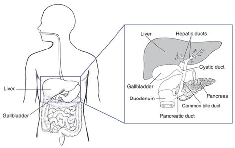 Illustration Of The Biliary System With The Liver Gallbladder