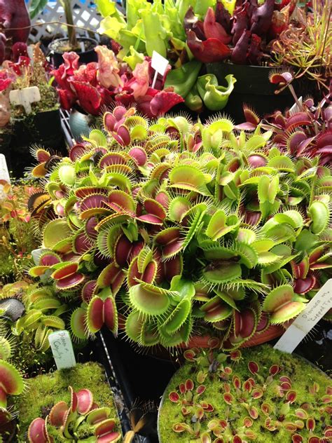 How To Grow Carnivorous Plants At Home Illuzone