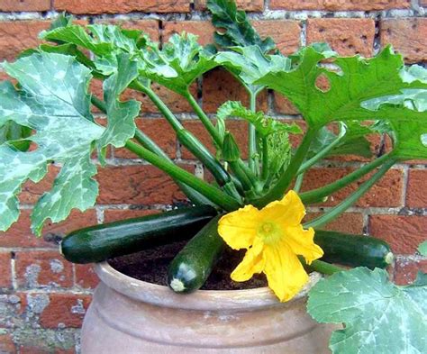 How To Grow Courgettes In Containers The Garden Of Eaden