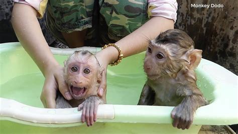 Two Baby Monkey Donal Moly Get Bath In The Morning Mom Take Care Baby