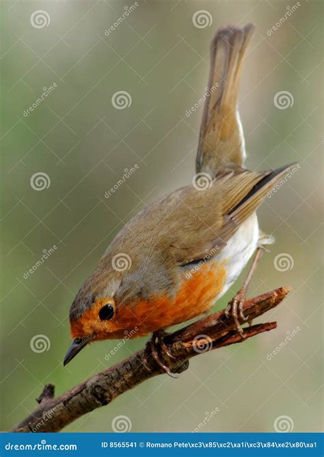 Robin Bird Stock Image Image Of Birds Telephoto Animals 8565541