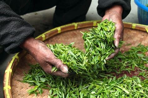 The Most Exquisite And Expensive Teas In The World Industry Leaders