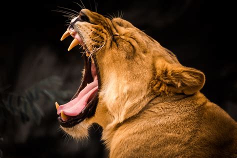 Lion Roaring 5k Hd Animals 4k Wallpapers Images Backgrounds Photos