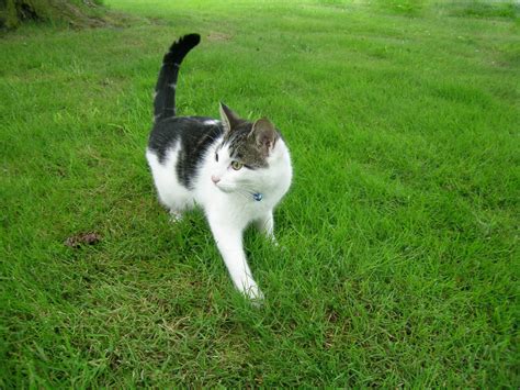 The cat who is backing up, with his bottom in the air and a strongly quivering tail is about to spray urine. The Tail of the Cat! Tail Positions and What They Mean!