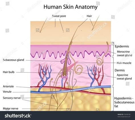 Human Skin Cross Section Labeled Stock Vector 72658105 Shutterstock
