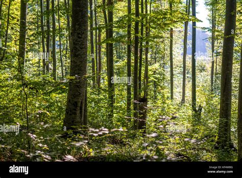 Forest Of Deciduous Trees Mostly Beech Stock Photo Alamy