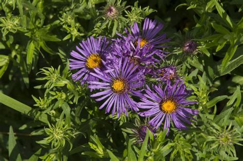 Close Up Aromatic Aster With Purple Petals And Yellow Stamen Stock