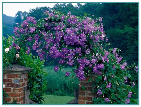 Best Climbing Plants With Flowers 2 Home Improvement