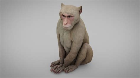 Monkey 3d Asset Low Poly Cgtrader