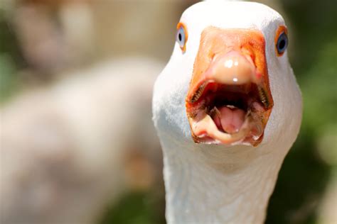 Free Images Beak Livestock Fauna Poultry Close Up Birds Nose