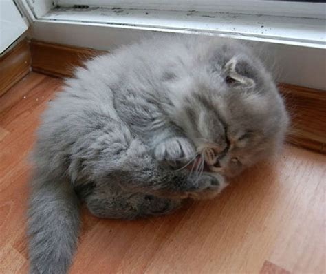 20 Of The Fluffiest Cats In The World
