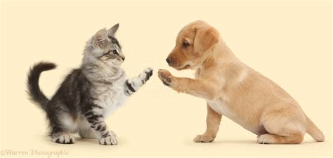 Pets Silver Tabby Kitten And Yellow Labrador Puppy High