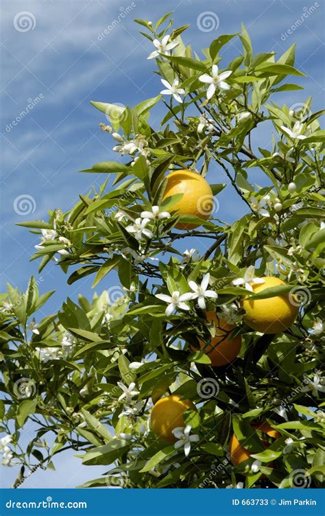 Orange Blossoms 2 Stock Image Image Of Oranges Orchard 663733