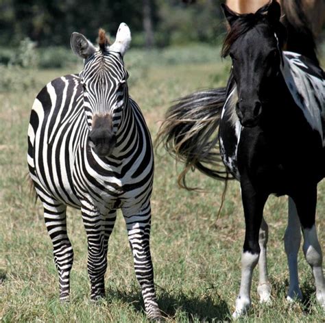 Photography Amberraephotography Horses Zebra Horse Equine