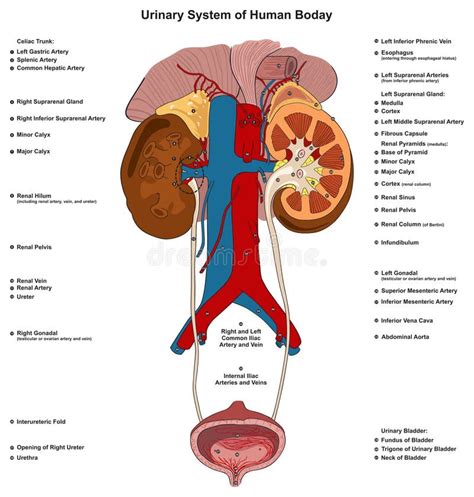 Urinestelsel Van Het Menselijk Lichaam Infografisch Schema Vector