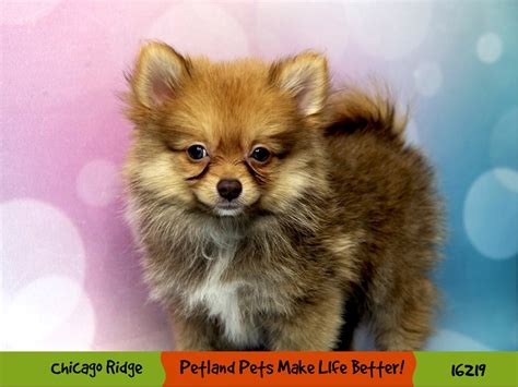Pomeranian Dog Female Red 3166658 Petland Pets And Puppies Chicago Illinois